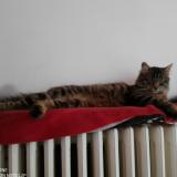 Foto del gato perdido en Orcines