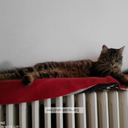 Foto 1/1 chamallow Chat perdido en Orcines