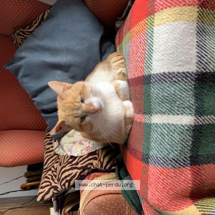 Foto 1/1 Gato encontrado Perdido en Aigurande