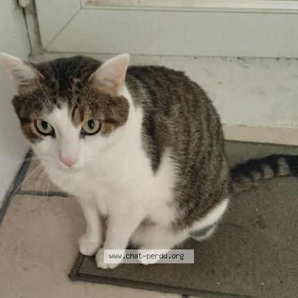 Foto 1/1 Marlou Chat perdido en Soumoulou