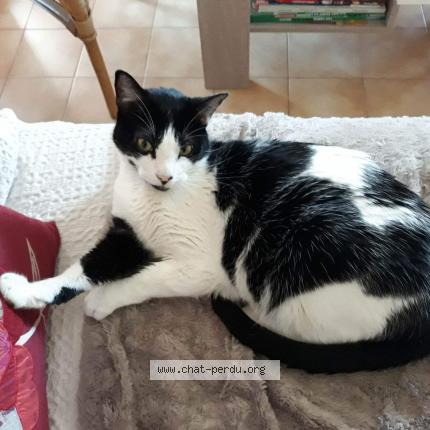 Foto 1/1 Markus Chat perdido en Saint denis les bourg