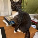 Foto del gato perdido en Mehun Sur Yevre