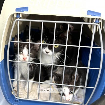 Foto 1/1 &Eacute;l&egrave;ve Chat perdido en Lyon