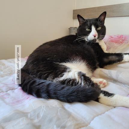 Foto 1/1 Minnie Chat perdido en Lourmarin