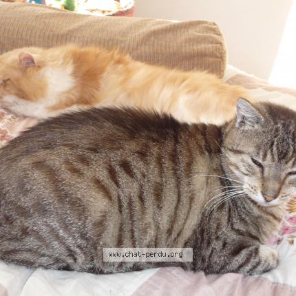 Foto 1/1 INOUK Chat perdido en Rosiers d egletons