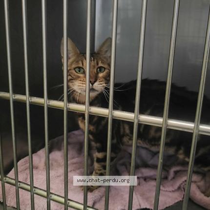 Foto 1/1 Gato encontrado Encontrado en Pelleport