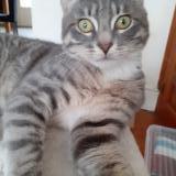 Foto del gato perdido en Boulogne Sur Mer