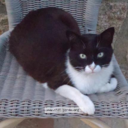 Foto 1/3 Snoopy Chat perdido en Campomoro