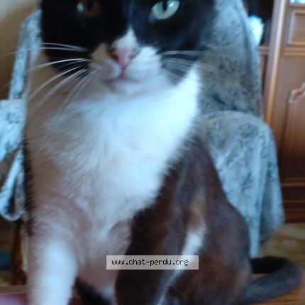 Foto 2/3 Snoopy Chat perdido en Campomoro