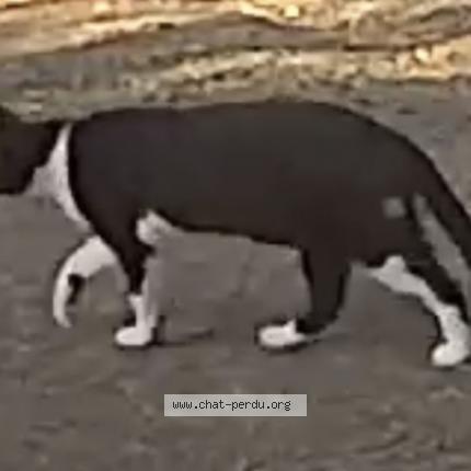 Foto 3/3 Snoopy Chat perdido en Campomoro