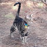 Foto del gato perdido en Saint Selve