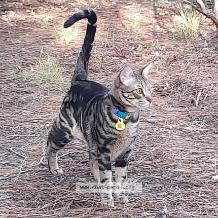 Foto 1/1 TIGER Chat perdido en Saint selve