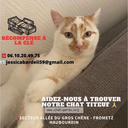 Foto 1/1 TITEUF Chat perdido en Haubourdin