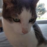 Foto del gato perdido en St Paul En Jarez