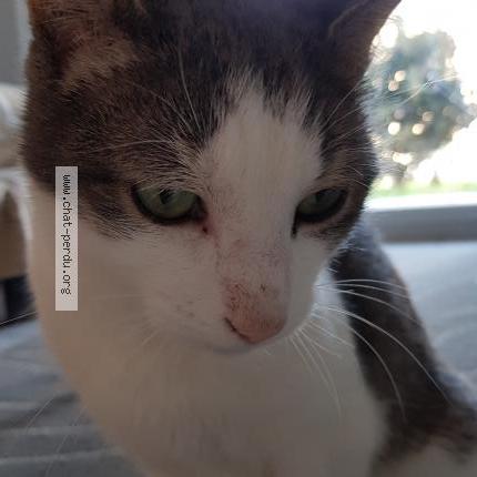 Foto 1/2 Olkky Chat perdido en St paul en jarez