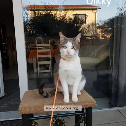 Foto 2/2 Olkky Chat perdido en St paul en jarez