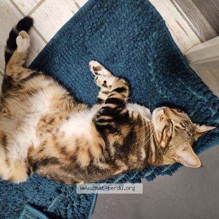 Foto 1/1 Shoyo Chat perdido en Cholet