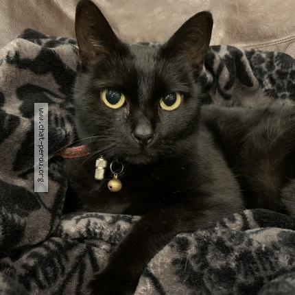 Foto 1/1 Gaïa Chat perdido en Avelin