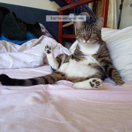 Foto 2/5 POUCHSKA Chat perdido en La ciotat