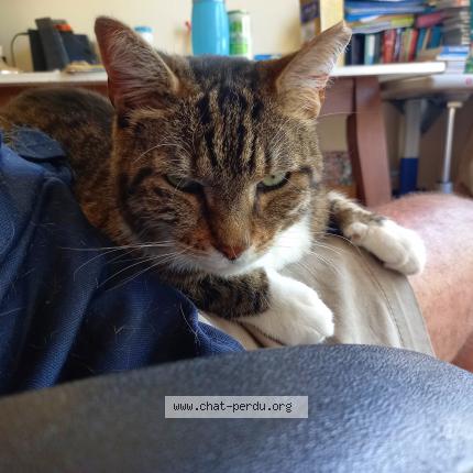 Foto 3/5 POUCHSKA Chat perdido en La ciotat