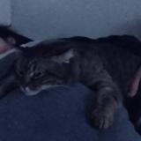 Foto del gato perdido en Stains