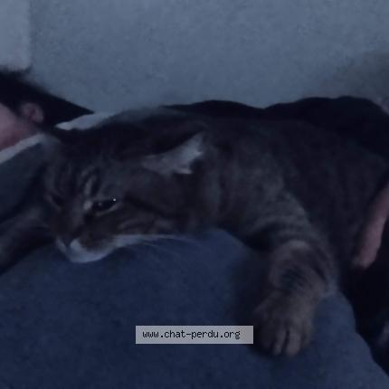 Foto 1/1 Griffon Chat perdido en Stains