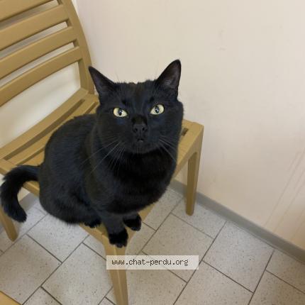 Foto 1/1 Tichat Chat perdido en Montescot