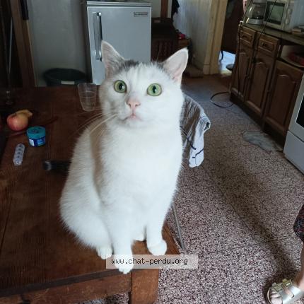 Foto 1/1 Chacra Chat perdido en Lyon