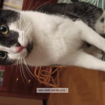 Foto 1/1 Loulou Chat perdido en Chatenay malabry