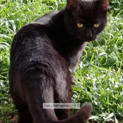 Foto 1/2 Samba Chat perdido en Montauban