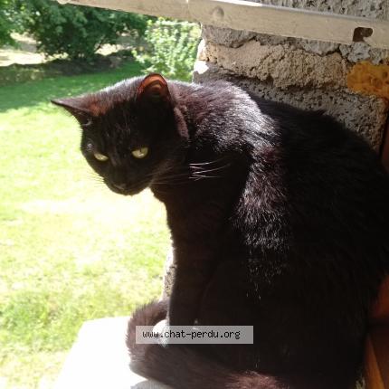 Foto 2/2 Samba Chat perdido en Montauban