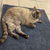 Foto del gato perdido en Vaujours