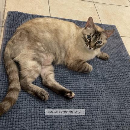 Foto 1/1 Gato encontrado Perdido en Vaujours