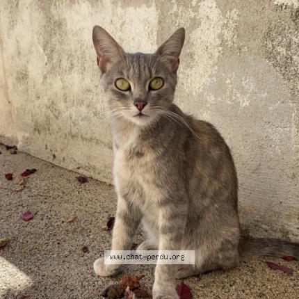 Foto 1/1 Pipoune Chat perdido en Vals pres le puy