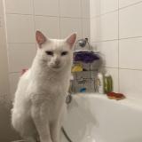 Foto del gato perdido en Joue Les Tours