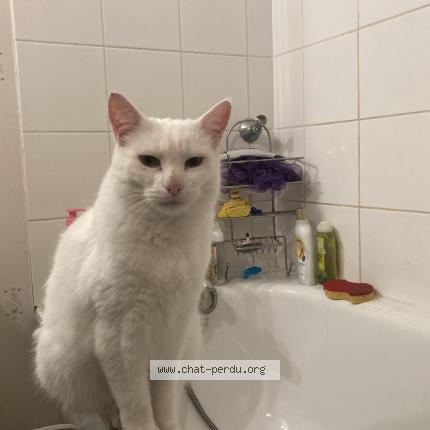 Foto 1/1 Gato encontrado Perdido en Joue les tours