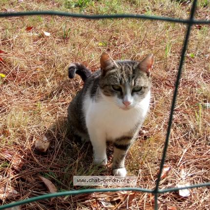 Foto 1/1 Gato encontrado Encontrado en Carcans