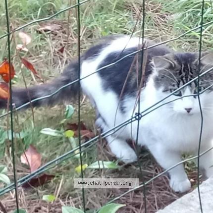 Foto 1/1 Gato encontrado Encontrado en Carcans