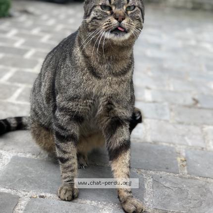 Foto 1/1 Guizmo Chat perdido en Mantes la ville