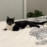 Foto del gato perdido en Gagny