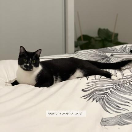 Foto 1/1 Sissy Chat perdido en Gagny