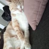 Foto del gato perdido en Pont De Buis Les Quimerch