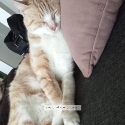 Foto 2/2 Dudu Chat perdido en Pont de buis les quimerch