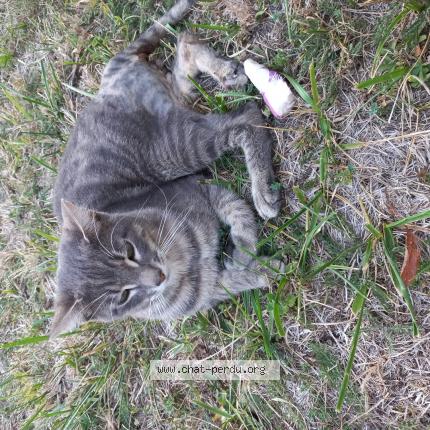 Foto 1/1 Titus Chat perdido en Saint georges de montcla