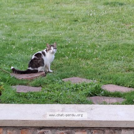 Foto 1/1 Gato encontrado Perdido en Hornaing