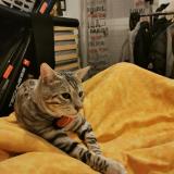 Foto del gato perdido en Louvres