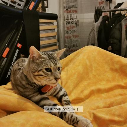 Foto 1/1 Gato encontrado Perdido en Louvres