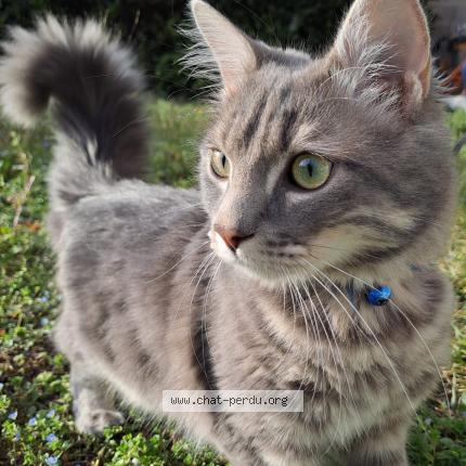 Foto 1/1 Gato encontrado Perdido en Lyon