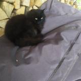 Foto del gato perdido en Crolles