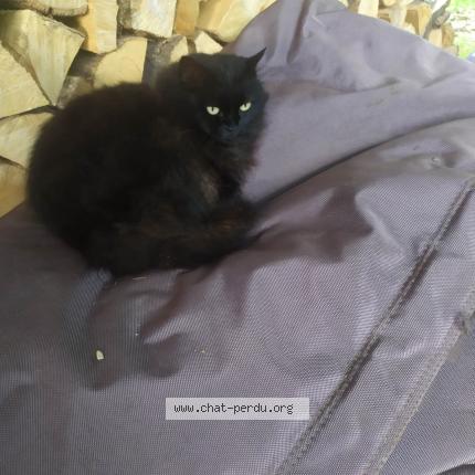 Foto 1/1 Pisco Chat perdido en Crolles